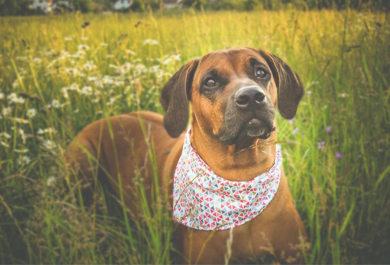 Psí šátek růžový - Obrázek 4