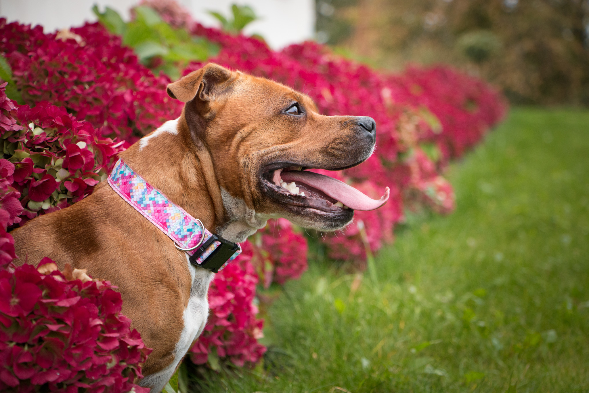 Obojek růžový - Obrázek 6