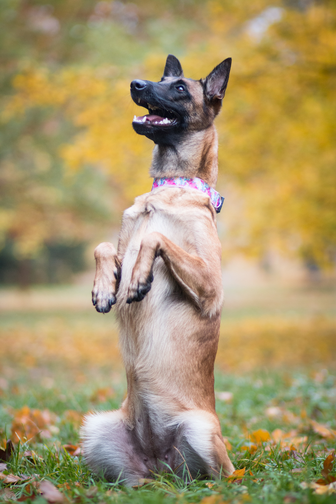 Obojek růžový - Obrázek 5