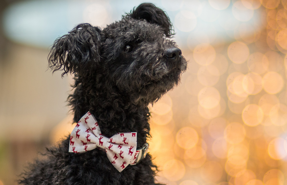 OBOJEK S MOTÝLKEM - SOBÍCI - Obrázek 6